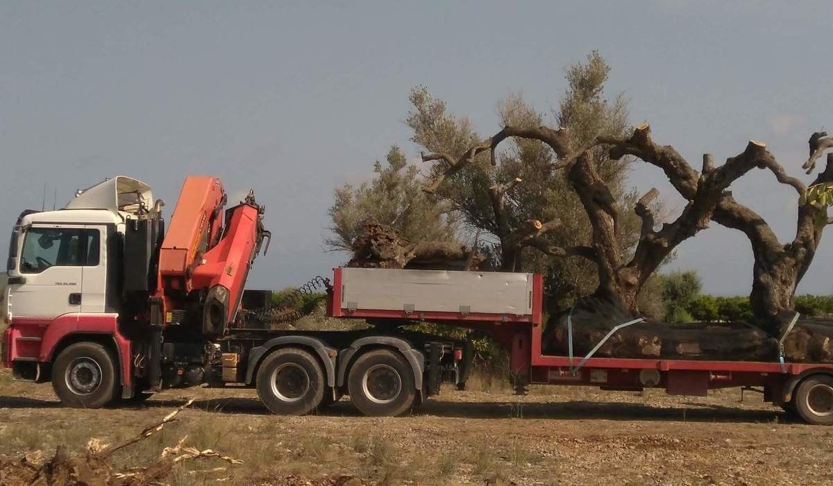 Camió carregat amb una olivera monumental