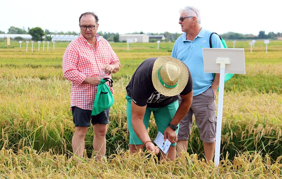 Productors d'arròs observen l'estat de l'espiga en un dels camps de l'Estació Experimental  que l'IRTA té a Amposta.