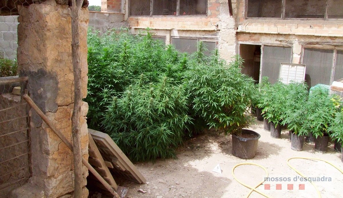 La plantació de marihuana localitzada pels Mossos d'Esquadra en un mas de Vilalba dels Arcs, a la Terra Alta