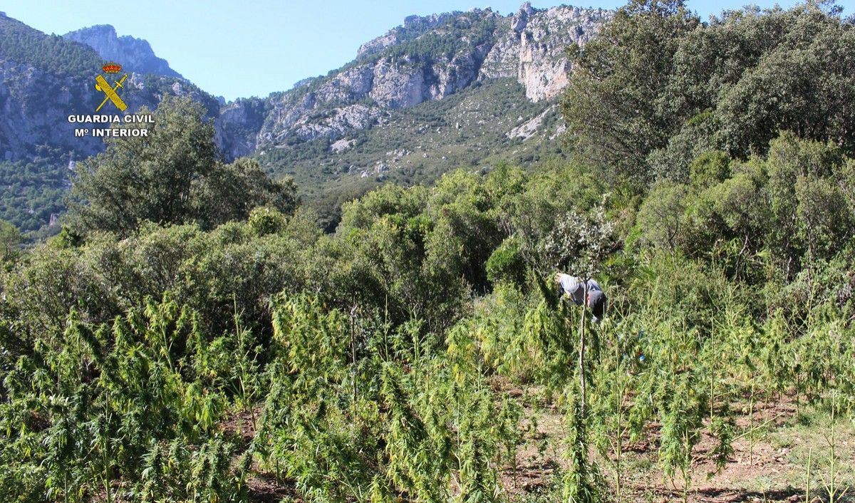 Paratge del barranc de la Vall Figuera, on s'ha localitzat la plantació.