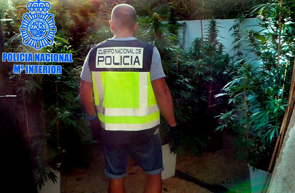 La policia ha comisat 138 plantes de cànnabis i 12 quilos de marihuana envasada.