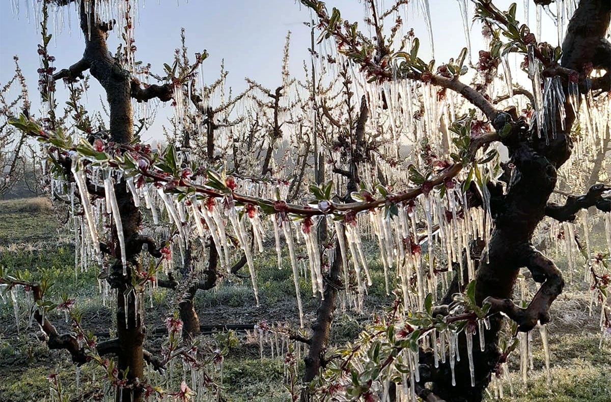 Fruiters del Segrià amb les flors cobertes de gel pel reg per aspersió que s'utilitza com a sistema antigelades.