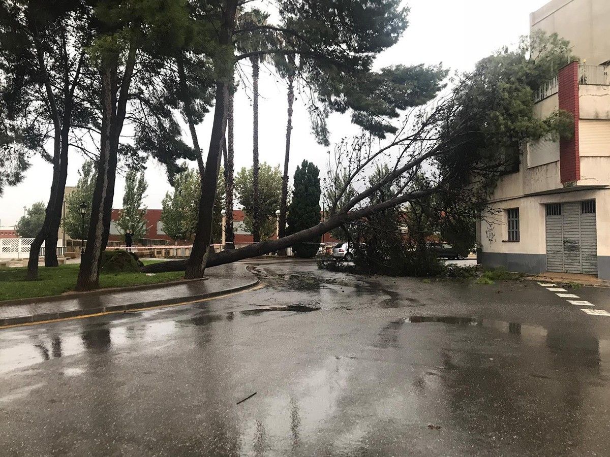 L'arbre caigut a causa del temporal, a Amposta.