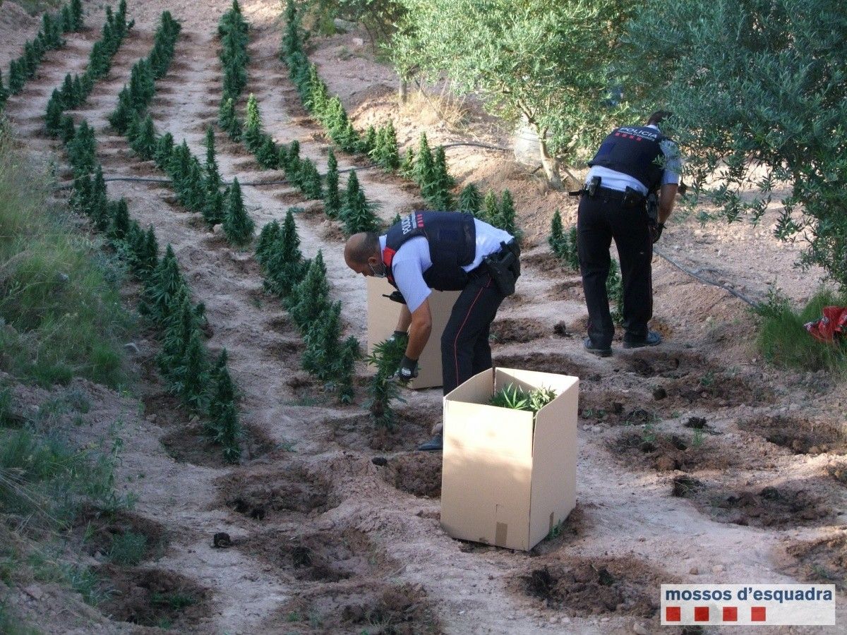 Pla general de dos agents dels Mossos d'Esquadra confiscant plantes de marihuana localitzades en una finca de Flix.
