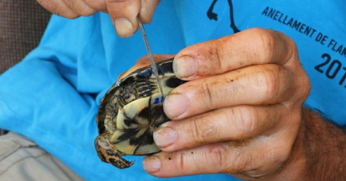 La Reserva Natural de Sebes realitza el mostreig anual de tortugues de rierol
