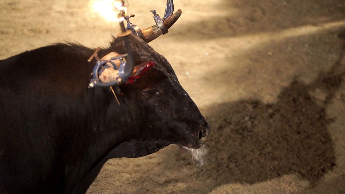 Banya d'un bou embolat cremant-se a Mas de Barberans