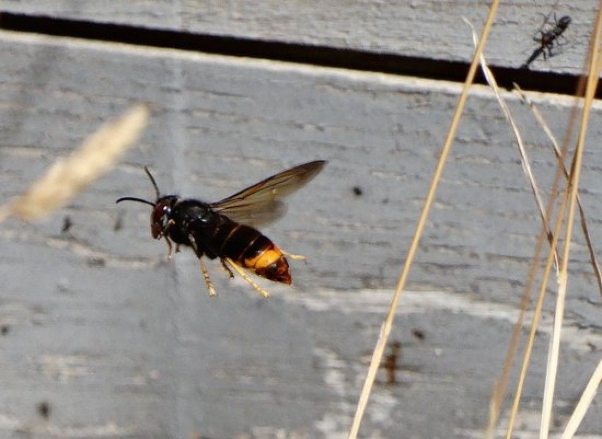 Confirmada la presència de la vespa asiàtica a les Terres de l'Ebre després d'un atac a arnes a la serra de Cardó