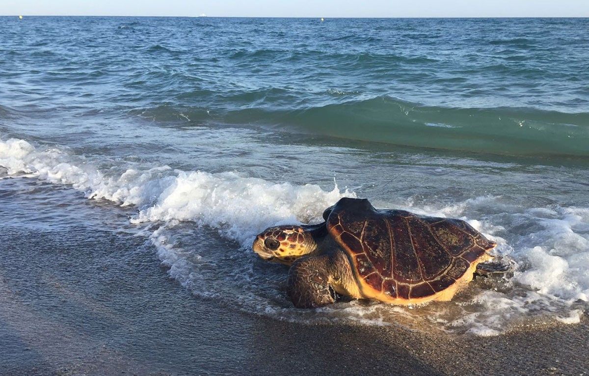 Un exemplar de tortuga marina recuperada i retornada al seu medi natural.
