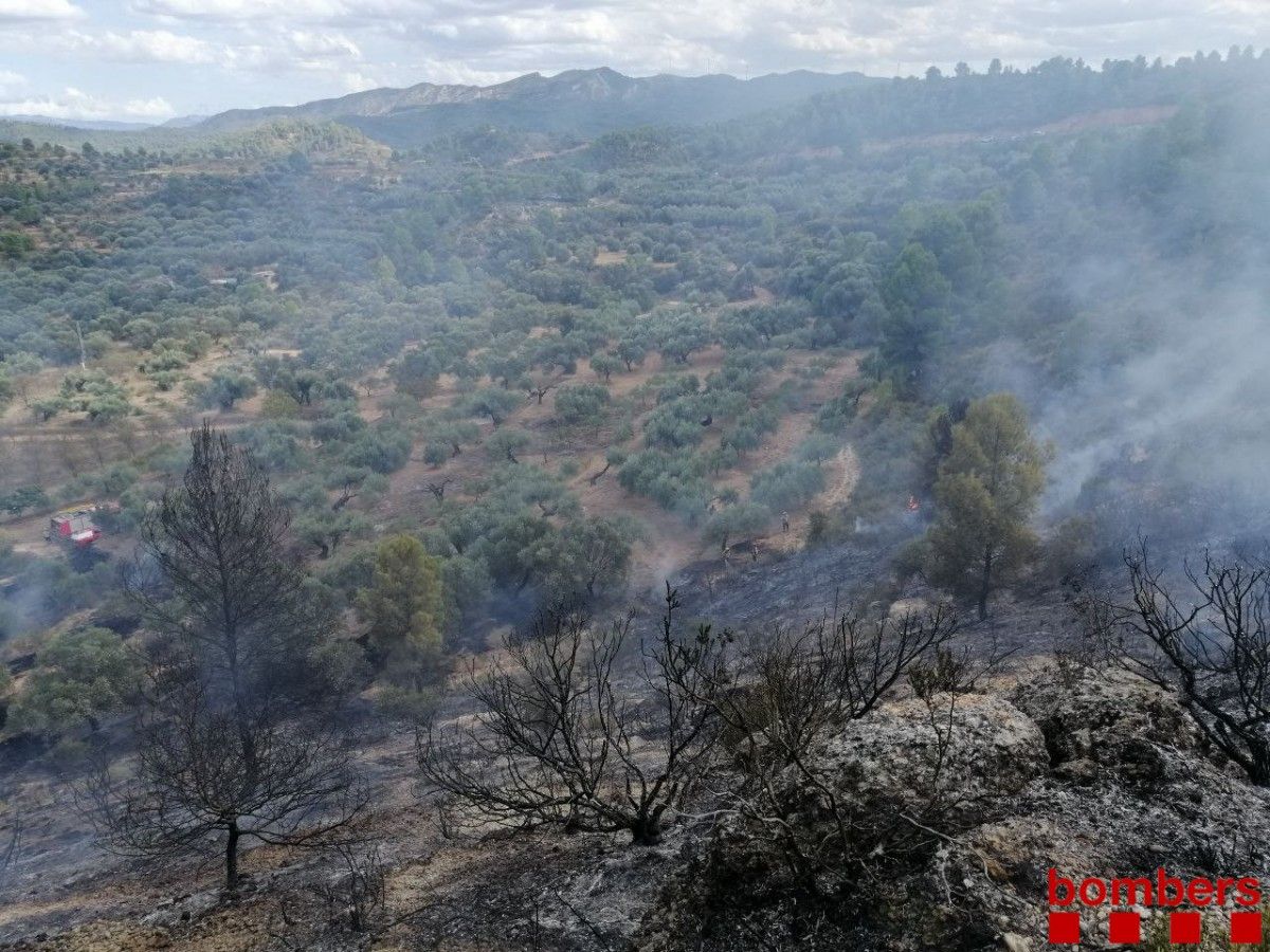 Un incendi a la T-733 d'Ascó ha cremat 8.000 m2 d'oliveres i massa agrícola 