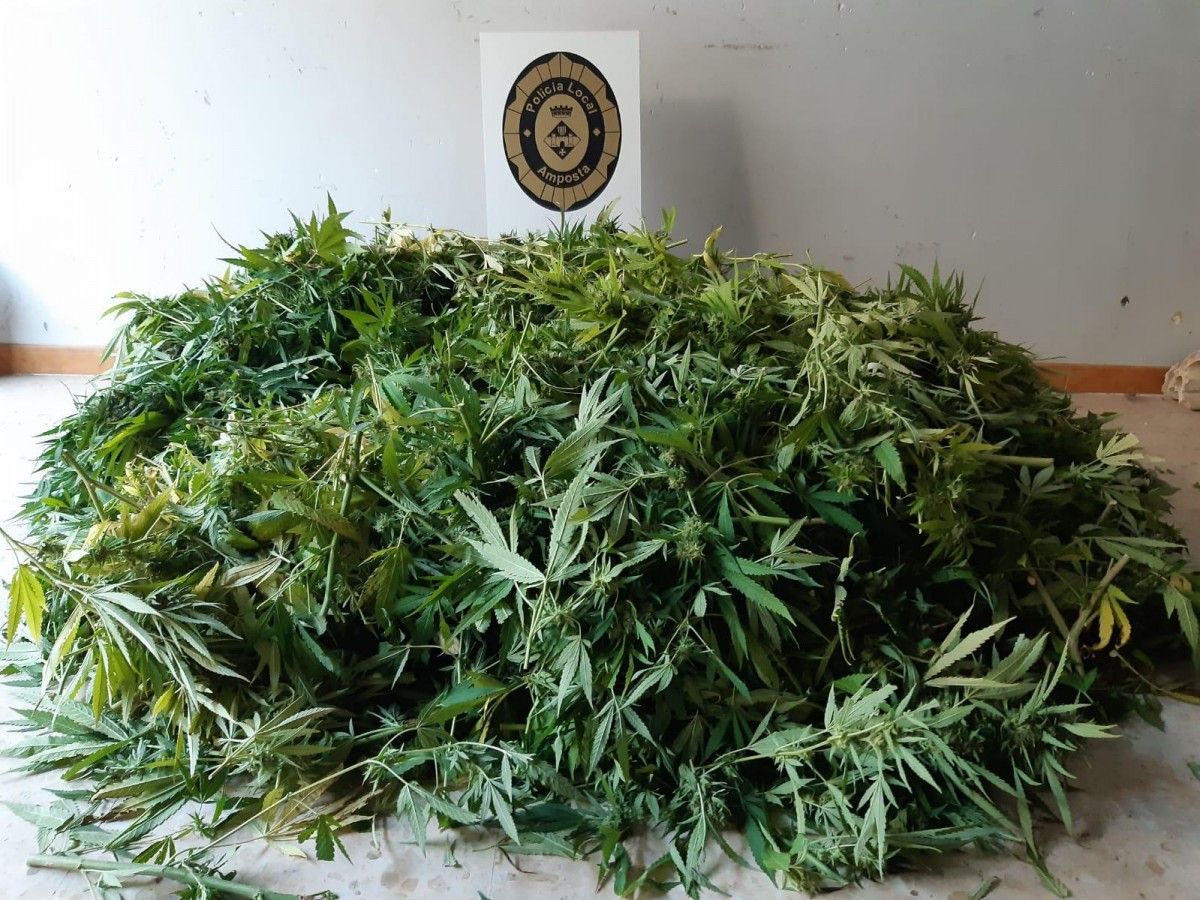 La Policia Local denúncia un veí d'Amposta per cultivar diverses plantes de marihuana 