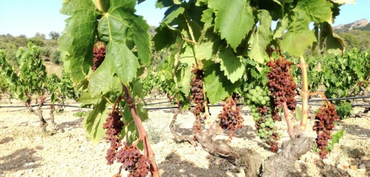 Unió de Pagesos vol  una resposta urgent per als viticultors de l’Ebre i el Priorat afectats pel cop de calor del 2019
