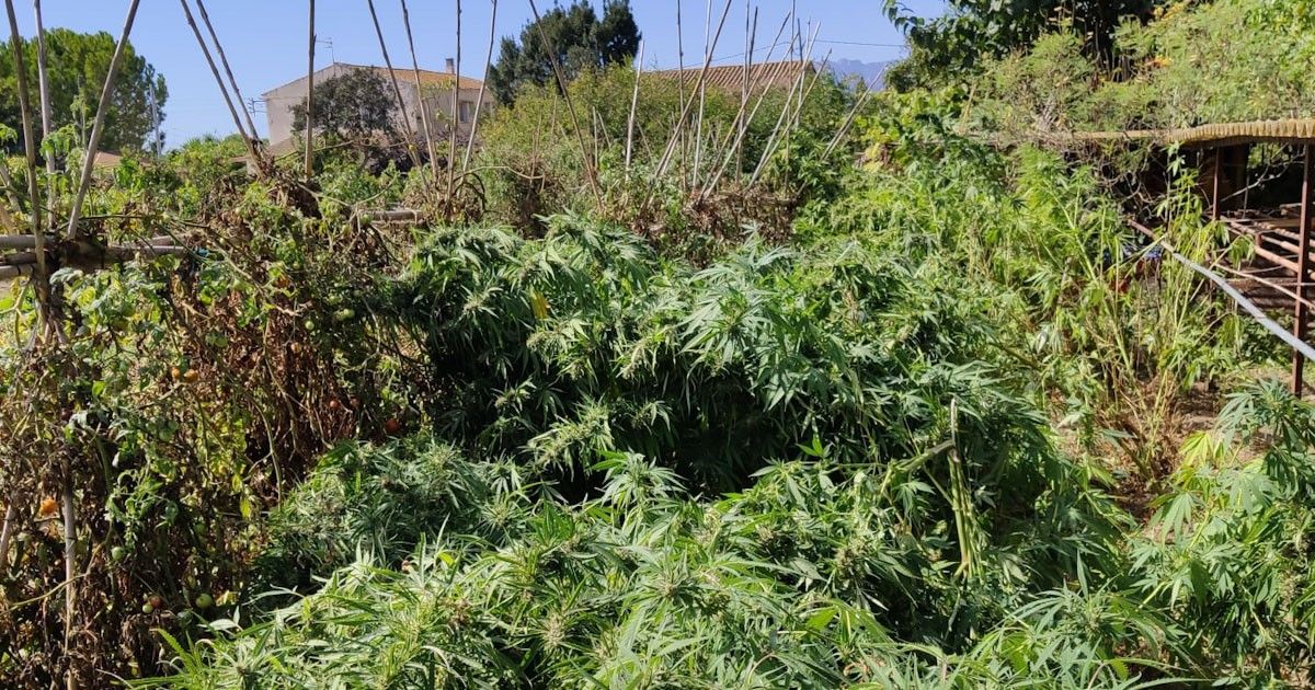 La Policia Local de Tortosa localitza una plantació de marihuana en uns terrenys pròxims al riu Ebre 