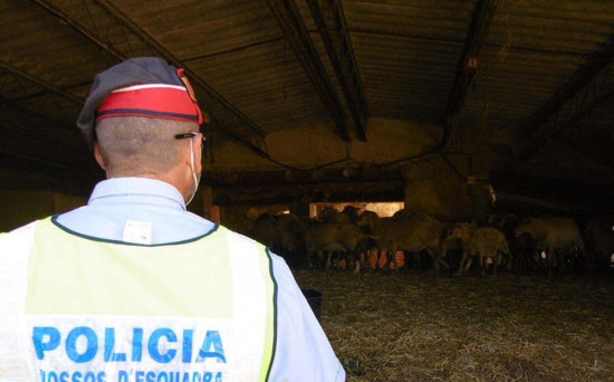 Els Mossos denuncien una explotació ramadera a Xerta per les males condicions en què estaven els corders