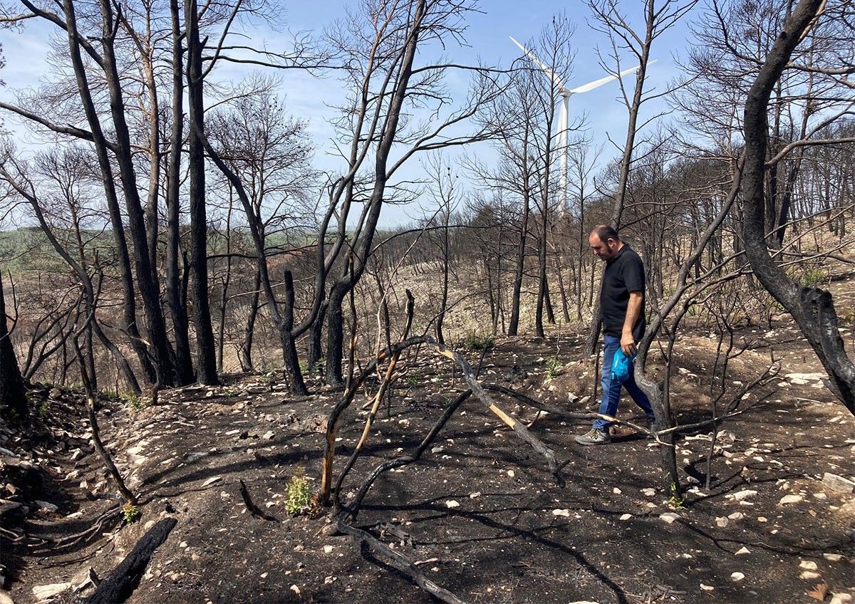 El docent investigador Josep Munté, passejant sobre les zones calcinades pel foc al juny.