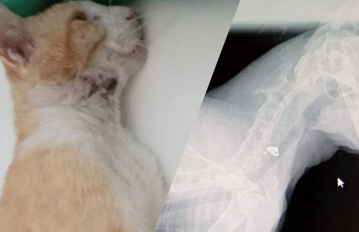 Ninet, un dels gats atacats amb un tret al coll que intenta superat l'atac