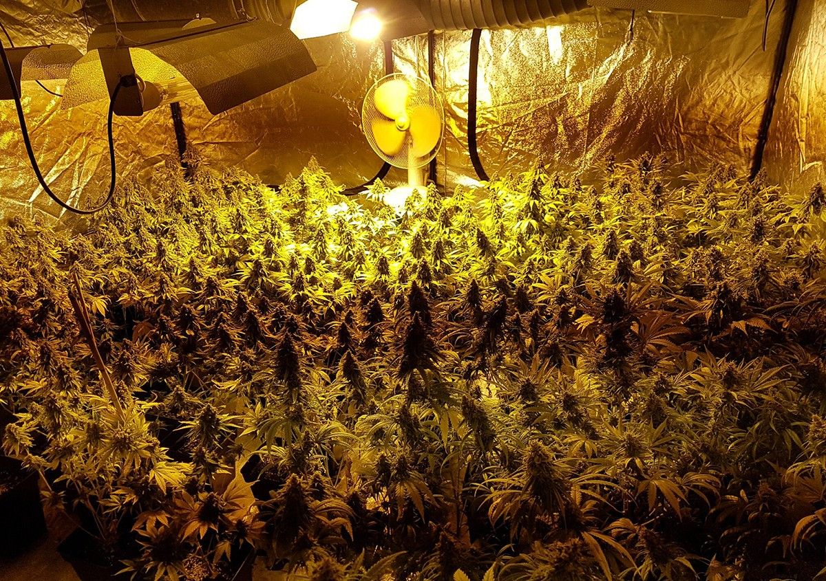 Imatge de l'habitatge  on s'hi han trobat més de 300 plantes de marihuana.