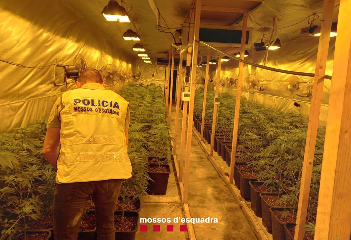 Imatge de l'interior de la granja amb la plantació de marihuana localitzada pels Mossos