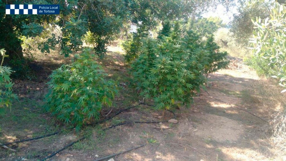 Plantació de marihuana interceptada per la Policia Local de Tortosa 