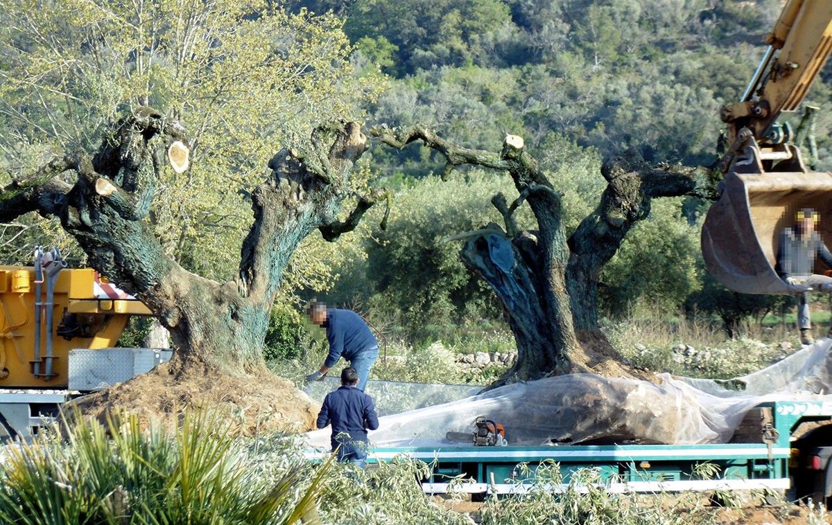 Operaris preparant les oliveres arrencades prop de la zona del Pou de les Piques de Godall per endur-se-les.