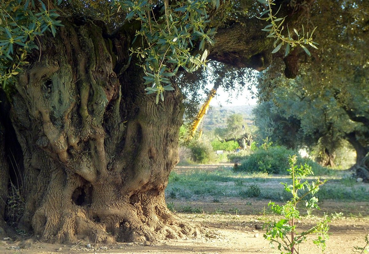 El tronc de l'olivera mil·lenària del Pou de les Piques de Godall, mentre una grua al fons s'emporta un altre exemplar d'olivera d'un altra finca.