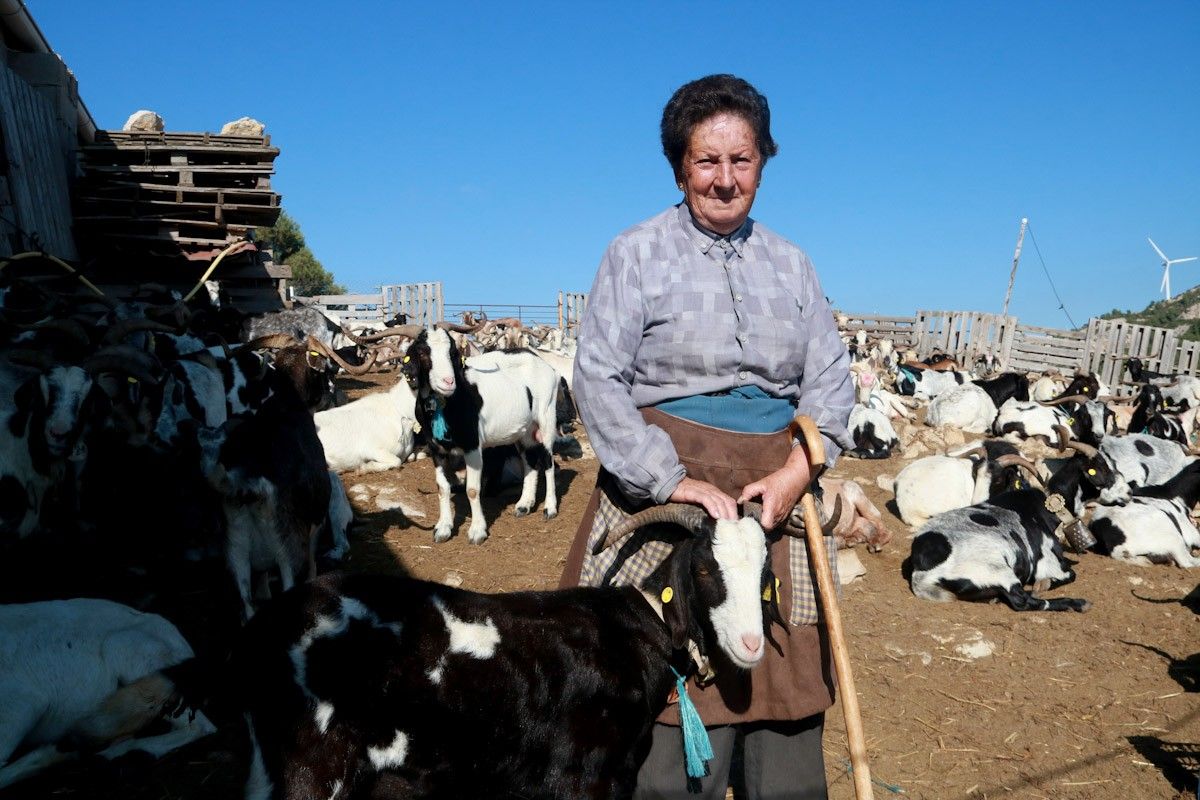La pastora Maria Cinta Octavio, l'última en actiu a Tortosa, acompanyada per part del seu ramat de 500 cabres  