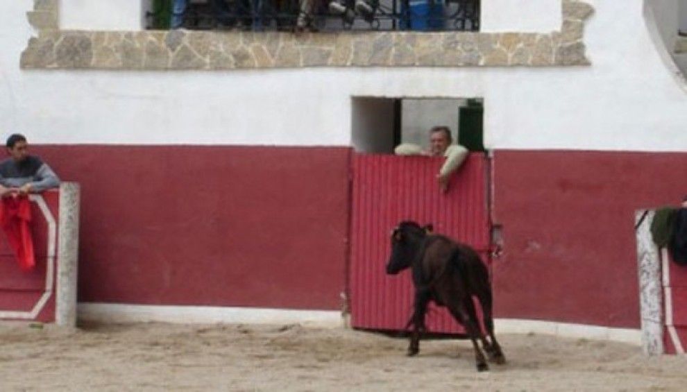 Els espectacles turístics durant les temptes es duien a terme en dos ramaderies d'Alfara de Carles