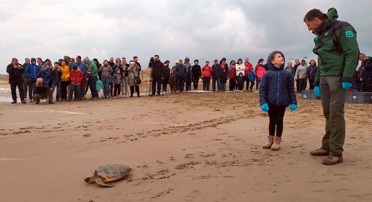 Una de les tortugues marines  en el moment de la seua alliberació al Delta de l'Ebre.