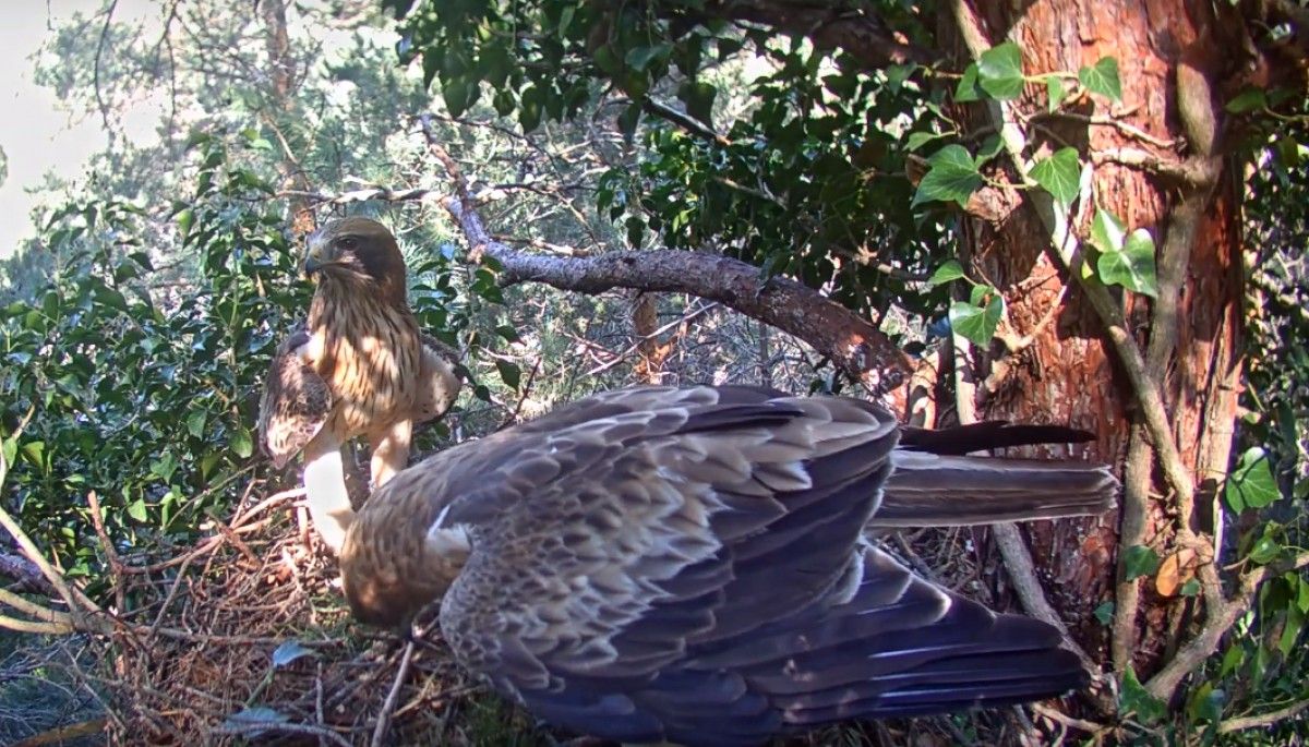 La nova femella i el mascle d'àguila calçada, arranjant el niu dels Ports.