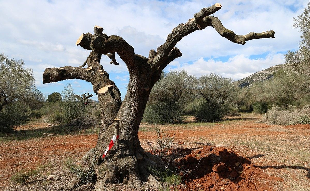Una olivera monumental preparada per a ser arrencada en una finca d'Ulldecona.