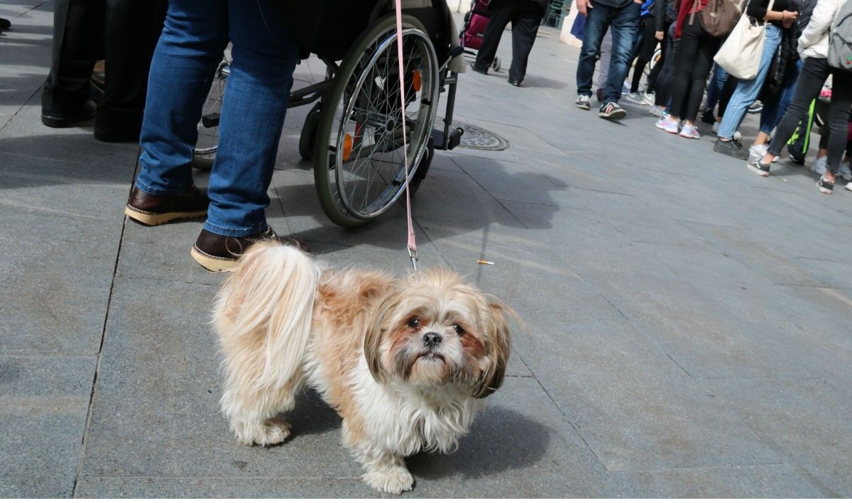 Un gos a la plaça del Mercadal de Reus 