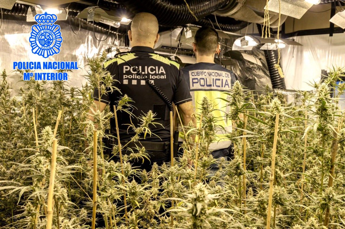 Foto de la intervenció de la policia en les plantacions indoor de marihuana a La Ràpita i L'Aldea 