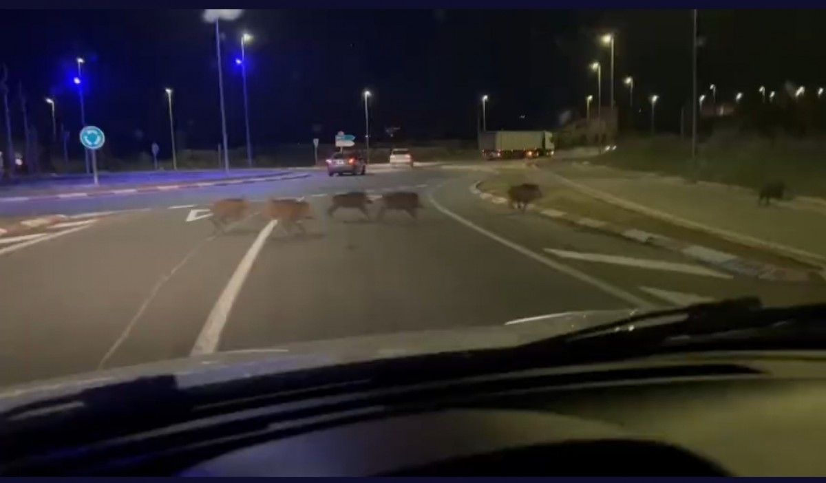 Els porcs senglars creuant la carretera a l'alçada de la rotonda dels nusos, a la C-21 a Tortosa 