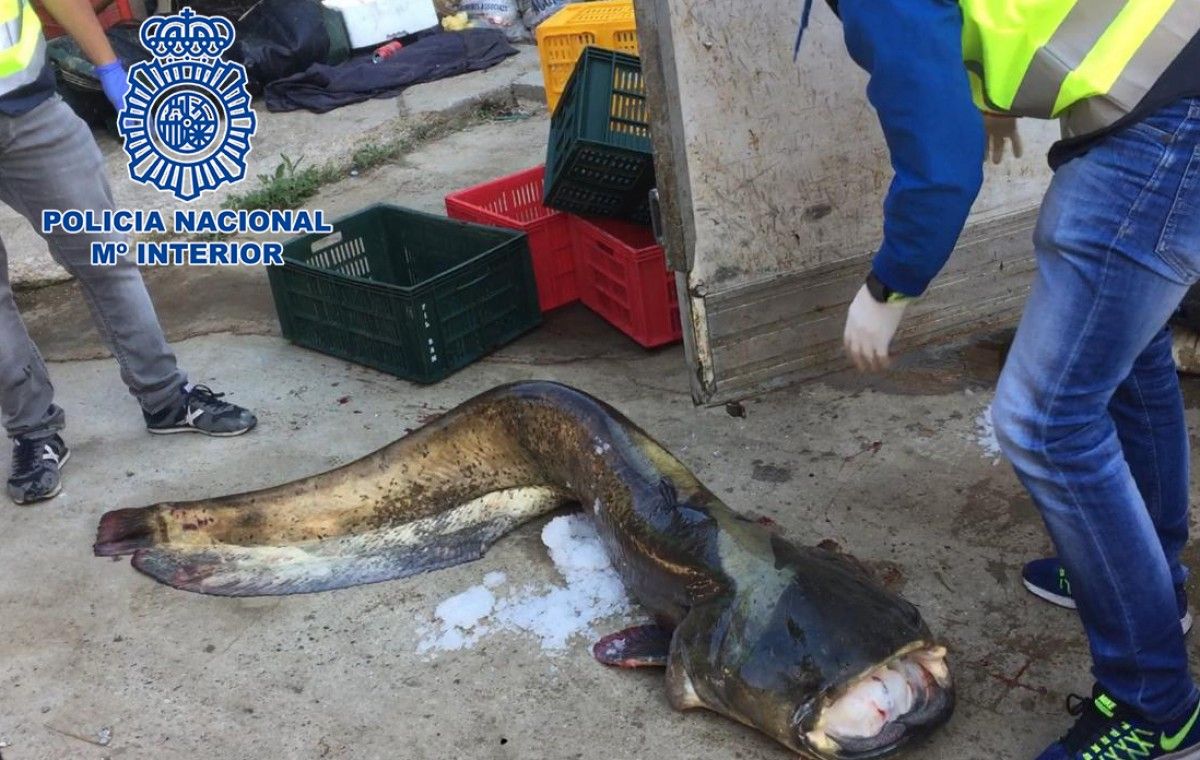 Un dels exemplars pescats il·legalment a la conca de l'Ebre
