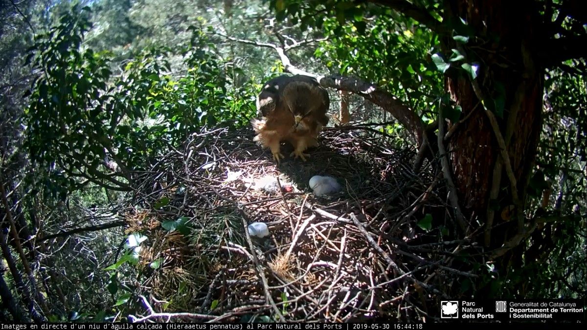 La femella d'àguila capçada observant el poll acabat de néixer i l'altre ou.
