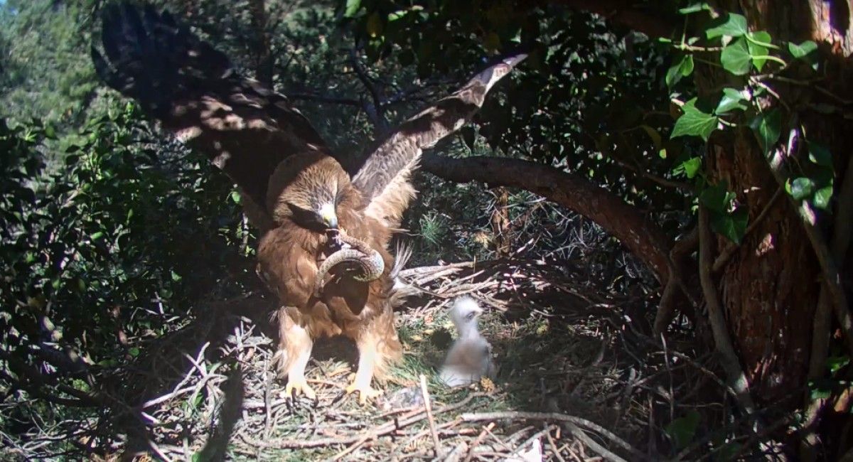 L'àguila femella amb el fardatxo al bec, moments abans que el rèptil s'escapés. 