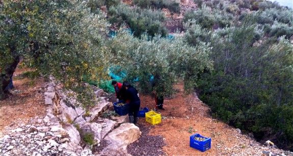 En plena faena d'aplega d'olives en uns camps pròxims a Deltebre.