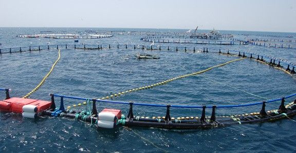 La campanya de pesca de la tonyina roja començarà el 26 de maig i finalitzarà el 24 de juny