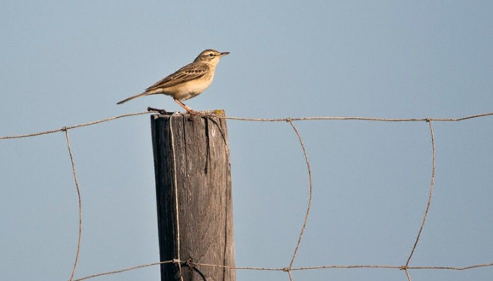 El trobat és un ocell que no s'havia observat mai en reproducció al delta.