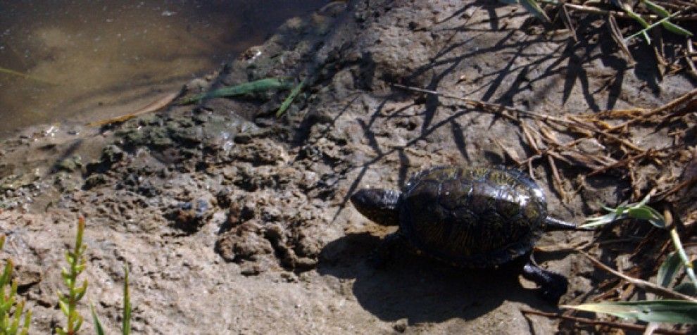 Una de les 18 tortugues que avui s'han reintroduït a l'Alfacada.