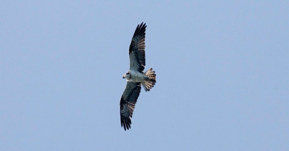 Exemplar d'àguila pescadora