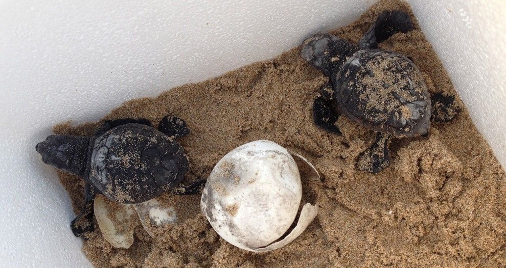 Dos de les petites tortugues que han esautat traslladades al Centre de Recuperació de Fauna del Canal Vell.