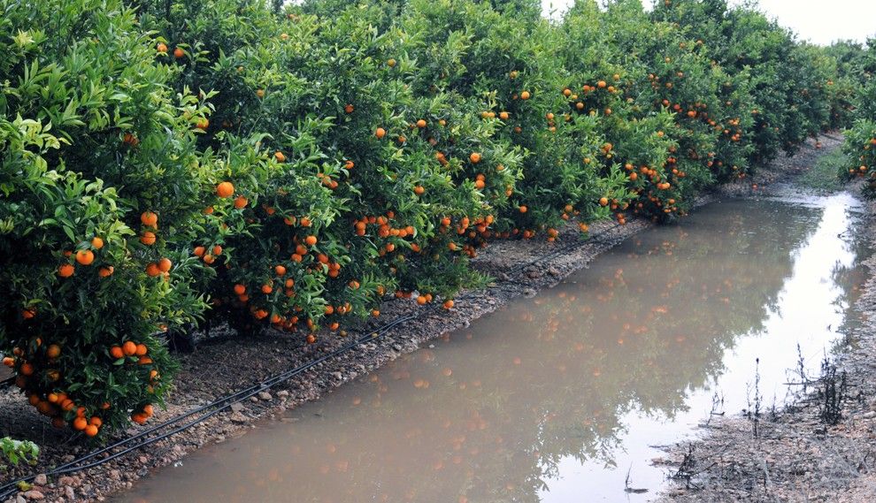 Un camp de mandarines, durant els aiguats de finals de novembre.