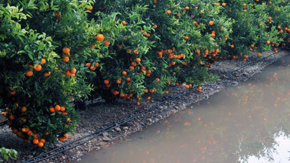Primer la calor, i després els aiguats i les ventades, han malmès la producció de clementina.