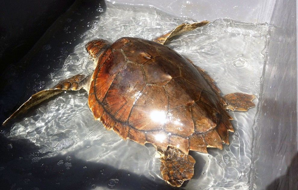 L'exemplar de tortuga que ha estat alliberada a la badia dels Alfacs este matí.