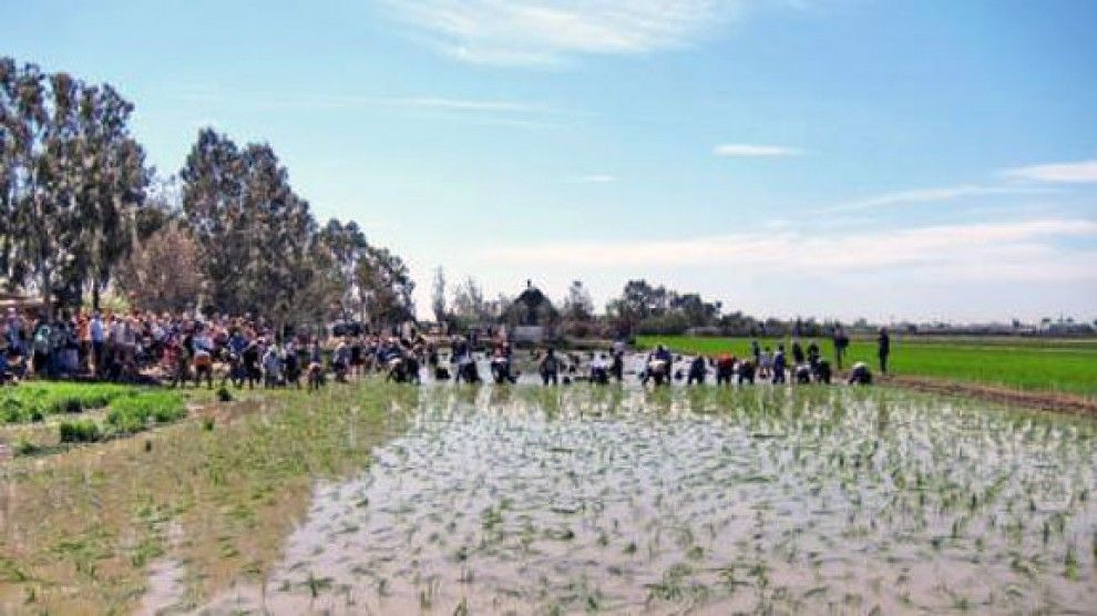 Plantada tradicional de l'arròs, a Deltebre.
