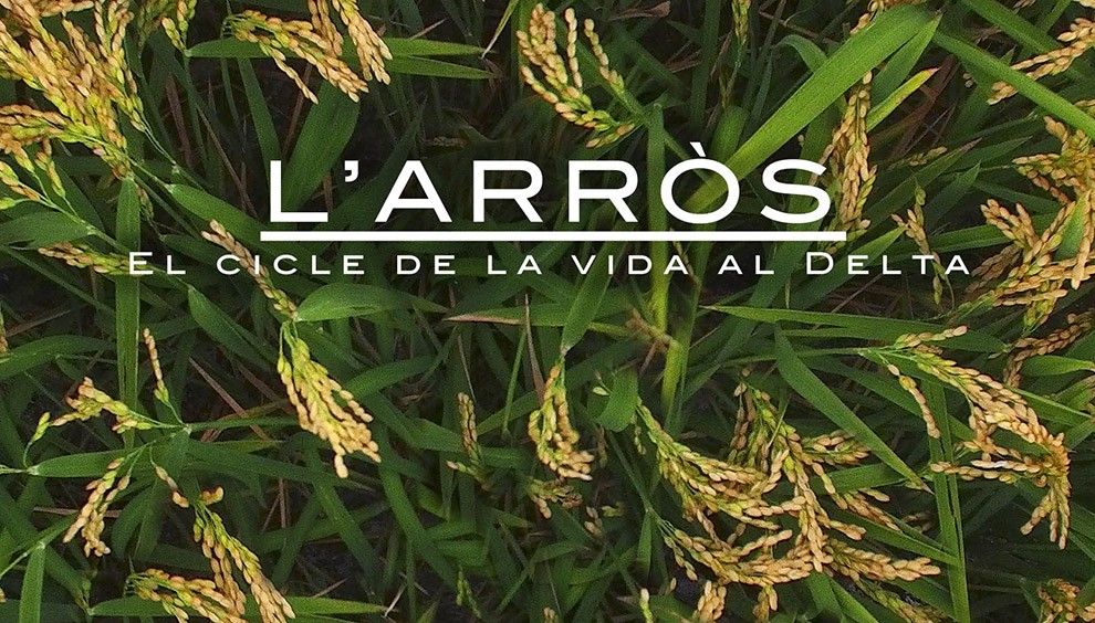 Cartell de presentació del documental 'L'arròs', del productor i realitzador ampostí Pau Bertomeu (Delta Produccions).