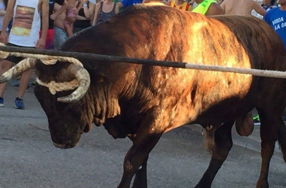 Imatge del bou capllaçat de la Cava.