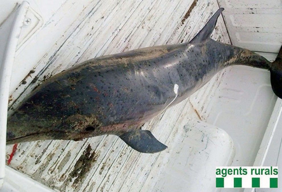 El dofí, en avançat estat de descomposició, va ser traslladat a la deixalleria.