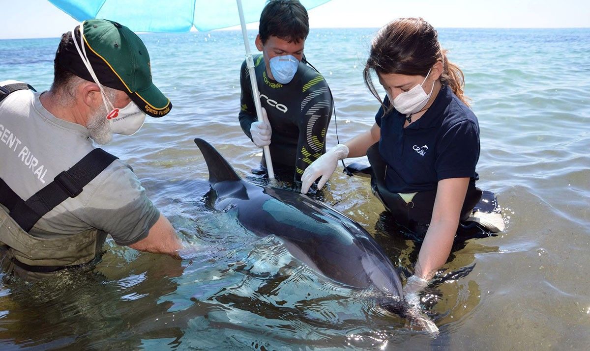 Els voluntaris amb Agents Rurals i tècnics del CRAM van estar 30 hores tenint cura del dofí