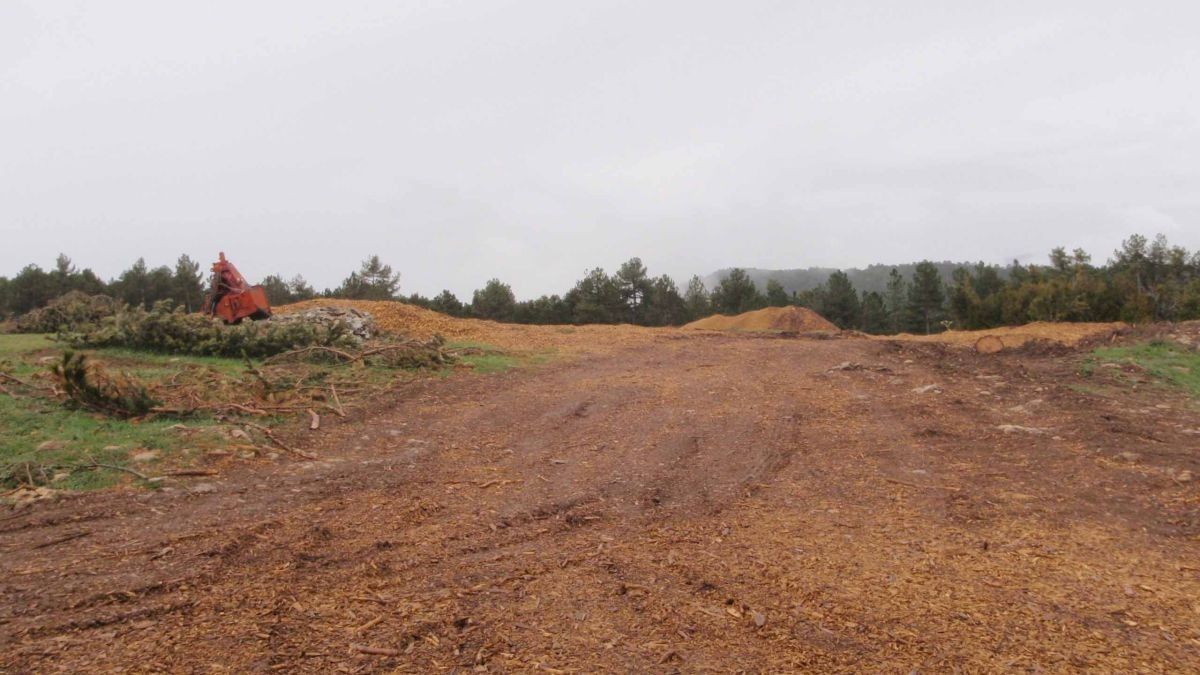 Zona de bosc afectada per la plaga i tallada a rasa al Parc Natural dels Ports, segons Gepec